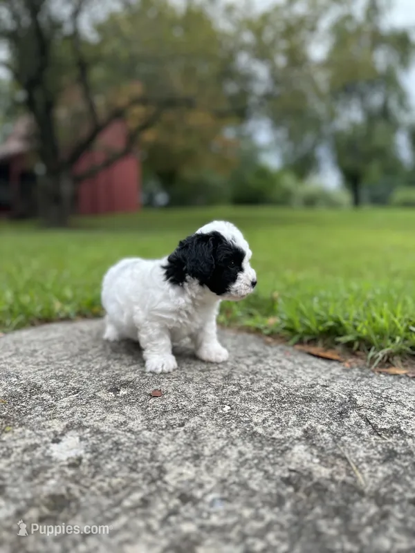 Phantom – Bichpoo puppy for sale in Dayville, CT