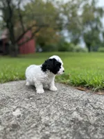 Phantom, a female Bichpoo for sale in Dayville, CT – 1 of 2