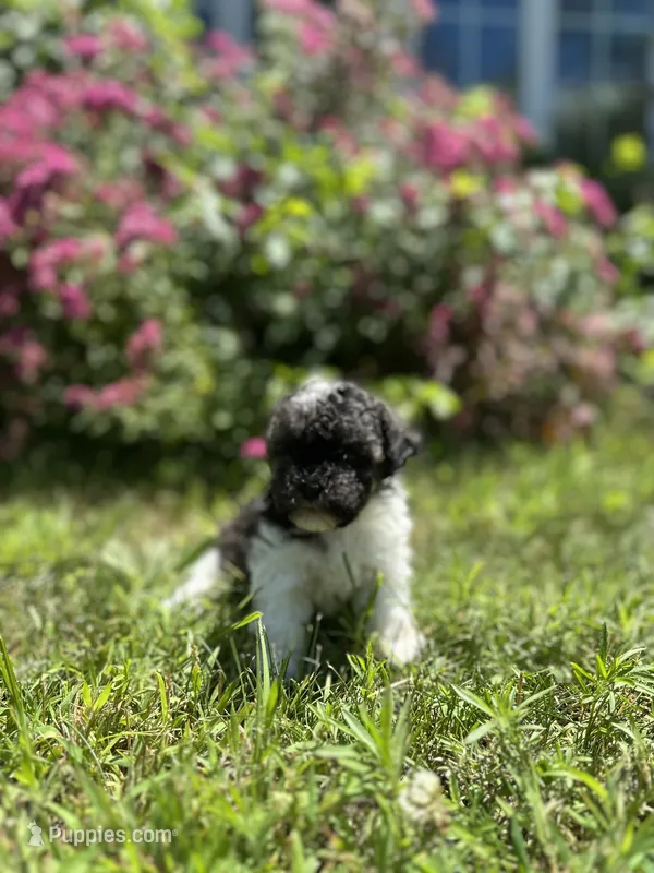 Moose  – Shichon puppy for sale in Dayville, CT