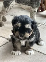 Ember, a female Morkie for sale in Dayville, CT – Photo 1 of 2