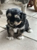 Ember, a female Morkie for sale in Dayville, CT – Photo 2 of 2