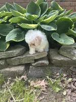 Marshmallow , a female Shichon for sale in Dayville, CT – 4 of 4