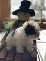 processed/c776590f-d44e-490d-bd3e-574e3ff8ed50/listing/349e48c2-f39a-44bd-affc-9164c39a88da/b40256e9-a821-4adc-80ce-1a054ec33bc2