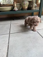 Chocolate , a female Poodle - Miniature  for sale in Dayville, CT – 5 of 6
