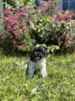 Button , a female Shichon for sale in Dayville, CT – 2 of 2