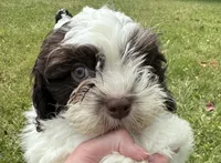 Coffee, a male Shichon for sale in Dayville, CT – 3 of 3