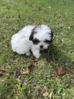 Marley , a female Shichon for sale in Dayville, CT – 3 of 3