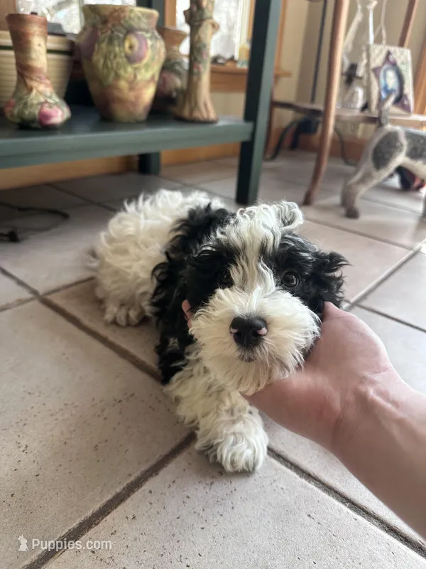 Oreo – Cavapoo puppy for sale in Dayville, CT