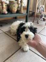 Oreo, a male Cavapoo for sale in Dayville, CT – Photo 1 of 3