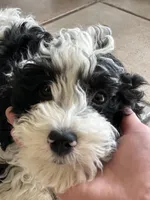 Oreo, a male Cavapoo for sale in Dayville, CT – Photo 2 of 3