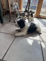 Oreo, a male Cavapoo for sale in Dayville, CT – Photo 3 of 3