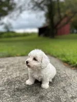 Snow, a male Bichpoo for sale in Dayville, CT – 2 of 3