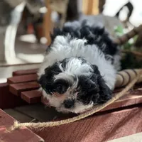 Jenny , a female Shichon for sale in Dayville, CT – Photo 2 of 3