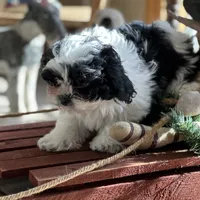 Jenny , a female Shichon for sale in Dayville, CT – Photo 3 of 3