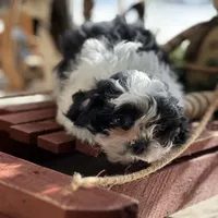 Jenny , a female Shichon for sale in Dayville, CT – Photo 1 of 3