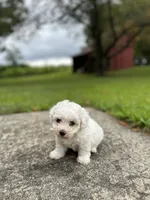 Snow, a male Bichpoo for sale in Dayville, CT – 3 of 3