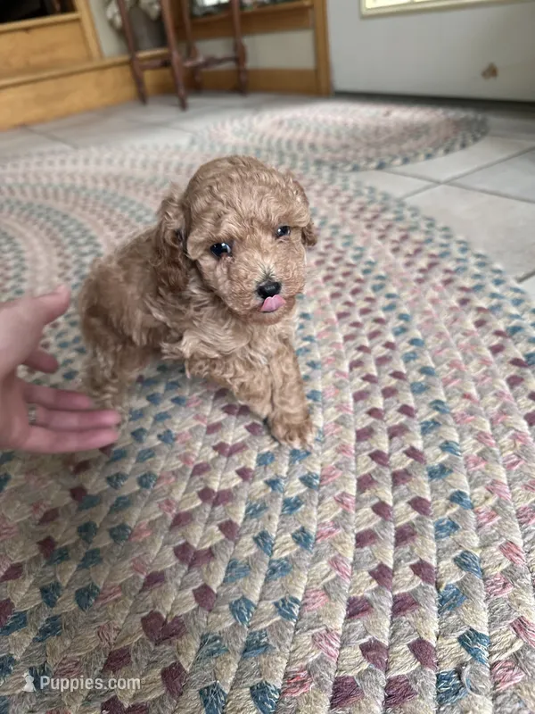 Chocolate  – Poodle - Miniature  puppy for sale in Dayville, CT