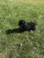 Oreo, a male Bichpoo for sale in Dayville, CT – 3 of 3
