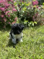 Gizmo, a male Shichon for sale in Dayville, CT – 2 of 2