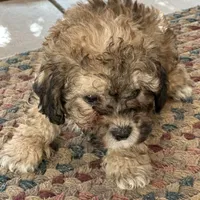Cocoa, a male Shichon for sale in Dayville, CT – Photo 2 of 2