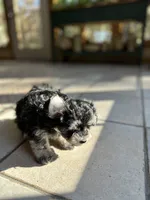 Amber , a female Morkie for sale in Dayville, CT – 3 of 3