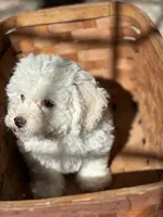 processed/c776590f-d44e-490d-bd3e-574e3ff8ed50/listing/455e17cc-430e-477f-9124-91e74d9d27b4/1bd74b7b-6b9a-496c-bd5b-c6cfe9cbadf7