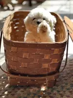 processed/c776590f-d44e-490d-bd3e-574e3ff8ed50/listing/455e17cc-430e-477f-9124-91e74d9d27b4/432acfa4-522d-4d5d-bb44-68193b2dfe1b