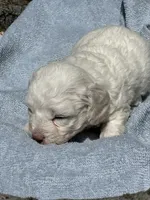 processed/c776590f-d44e-490d-bd3e-574e3ff8ed50/listing/455e17cc-430e-477f-9124-91e74d9d27b4/b8593c0e-b6b9-46e7-9eda-23eaa725c509