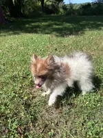 Churro , a female Pomeranian for sale in Dayville, CT – 2 of 6