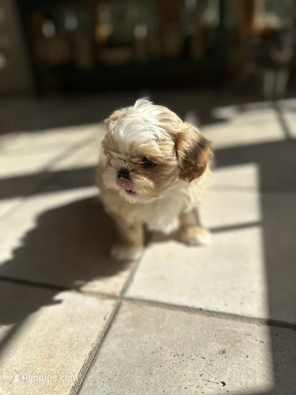 Cupcake  – Shih Tzu puppy for sale in Dayville, CT
