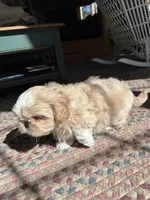 Bailey , a male Shih Tzu for sale in Dayville, CT – 2 of 3