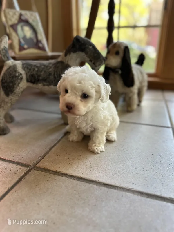 Pearl  – Poochon puppy for sale in Dayville, CT