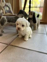 Pearl , a female Poochon for sale in Dayville, CT – 1 of 2