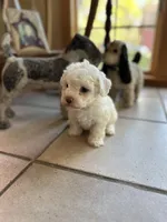 Pearl , a female Poochon for sale in Dayville, CT – 2 of 2