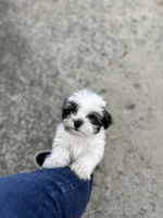 Marley , a female Shichon for sale in Dayville, CT – 2 of 3