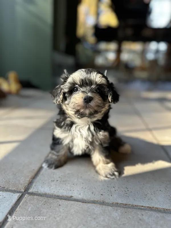 Snickers  – Morkie puppy for sale in Dayville, CT