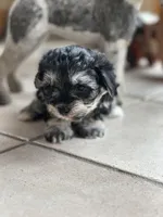 Ashes , a female Morkie for sale in Dayville, CT – Photo 2 of 2