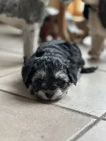 Ashes , a female Morkie for sale in Dayville, CT – Photo 1 of 2