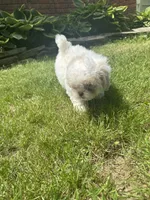 Marshmallow , a female Shichon for sale in Dayville, CT – 3 of 4