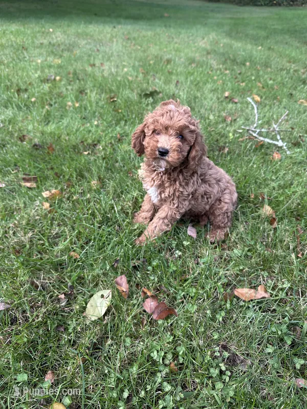 Brady  – Cavapoo puppy for sale in Dayville, CT