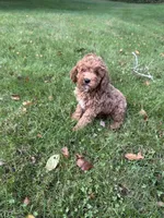 Brady , a male Cavapoo for sale in Dayville, CT – 1 of 3