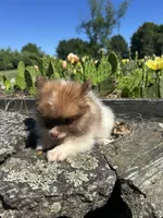 Churro , a female Pomeranian for sale in Dayville, CT – 2 of 3