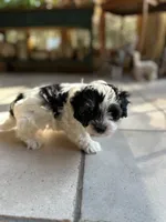 Marble , a male Morkie for sale in Dayville, CT – 1 of 2