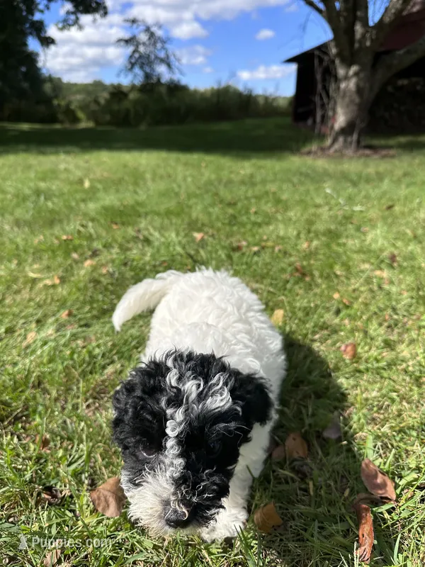 Princess – Bichpoo puppy for sale in Dayville, CT