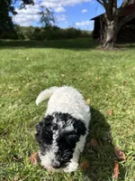 Princess, a female Bichpoo for sale in Dayville, CT – 1 of 3