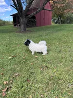 Princess, a female Bichpoo for sale in Dayville, CT – 2 of 3