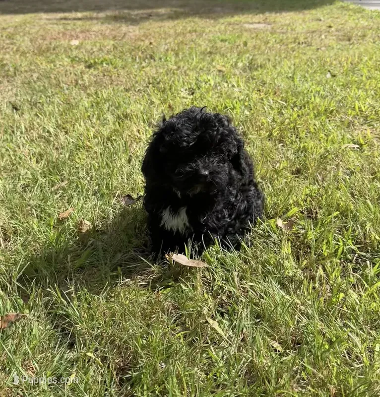 Cocoa  – Bichpoo puppy for sale in Dayville, CT