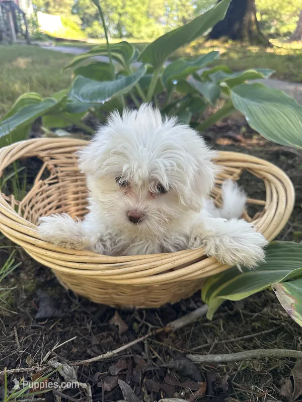 Sugar  – Maltese puppy for sale in Dayville, CT