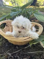 Sugar , a female Maltese for sale in Dayville, CT – 1 of 1