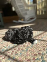 Midnight , a male Shih Tzu for sale in Dayville, CT – 3 of 4